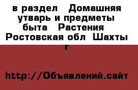  в раздел : Домашняя утварь и предметы быта » Растения . Ростовская обл.,Шахты г.